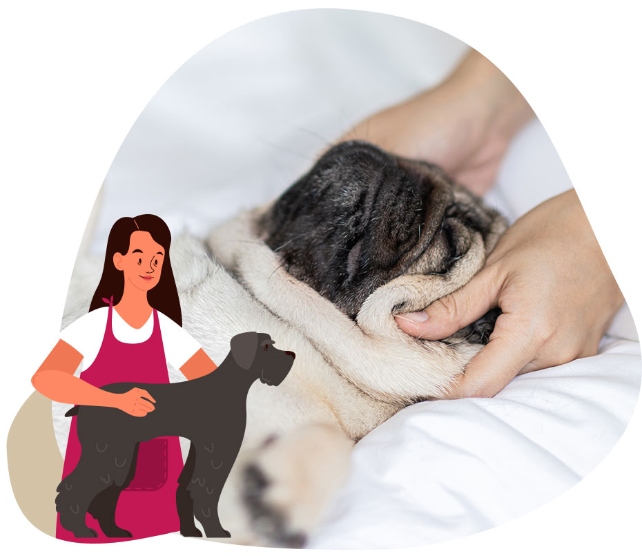Massage pour chien Blois